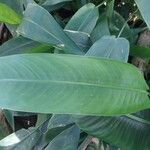 Heliconia stricta Leaf