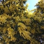 Acacia dealbata花