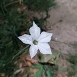 Nicotiana longiflora Virág