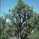 Juniperus osteosperma Hábito