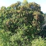 Miconia ligustroides Fruto