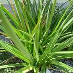 Kniphofia uvaria Blatt