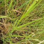 Panicum coloratum Leaf