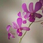 Dendrobium victoriae-reginae Цветок