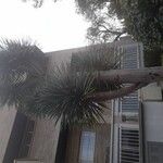Dracaena draco Habit