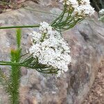 Conospermum longifolium Flor