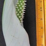 Spathiphyllum montanum Çiçek