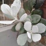 Kalanchoe pumila Blatt