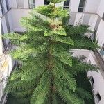 Araucaria heterophylla പുഷ്പം