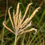 Chloris gayana Fruit