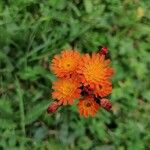 Pilosella guthnikiana Flower