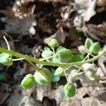 Muscari comosum Fruit