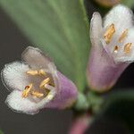 Symphoricarpos rotundifolius Flor