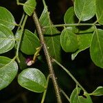 Lonchocarpus minimiflorus Кветка