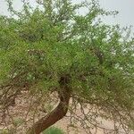 Acacia etbaica Levél
