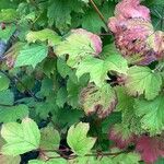 Viburnum trilobum पत्ता