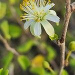 Grewia tenax Flower