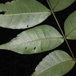 Inga gracilifolia Leaf