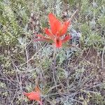 Castilleja miniata ফুল