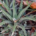 Haworthia attenuata পাতা