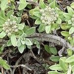 Alyssum montanum 樹皮