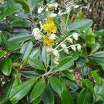 Hibbertia vieillardii फूल