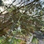 Retama monosperma Flower