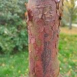 Acer griseum Bark