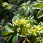 Alchemilla alpigena Blüte