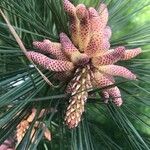 Pinus taeda Цвят
