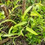 Bomarea edulis Leaf