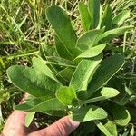 Asclepias viridis Leaf