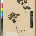 Justicia trichophylla Other