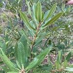 Photinia arbutifolia Blad