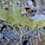 Ononis rotundifolia Hábito