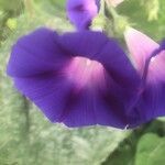 Ipomoea tricolor Flor