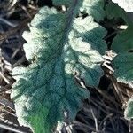 Salvia aethiopis Leaf