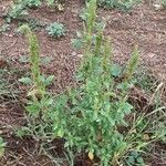 Amaranthus hybridus Habit