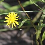 Crepis paludosa Φύλλο