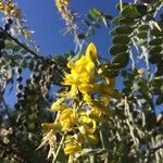 Sophora tomentosa Blüte