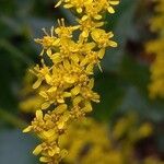 Solidago ulmifolia