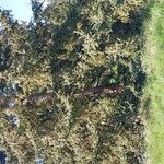 Picea retroflexa Hábito