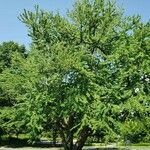 Cercidiphyllum japonicum Buveinė