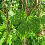 Humulus lupulusLeaf