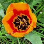 Tulipa spp. Fiore