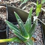 Agave victoriae-reginae Leaf