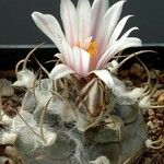 Turbinicarpus schmiedickeanus Квітка