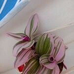 Tradescantia cerinthoidesЛист