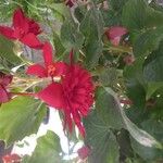 Begonia pendula Çiçek