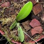 Masdevallia tubuliflora Hábitos